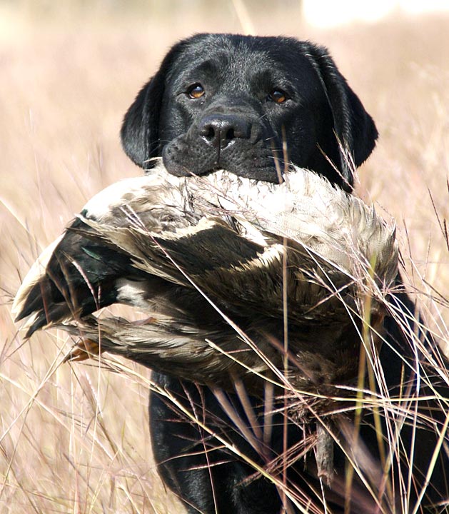 Bear Paw Callie with Duck