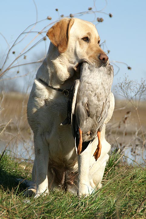 Annie Bear Paw Labrador Retrievers