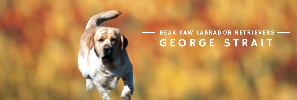 Bear Paw George Strait