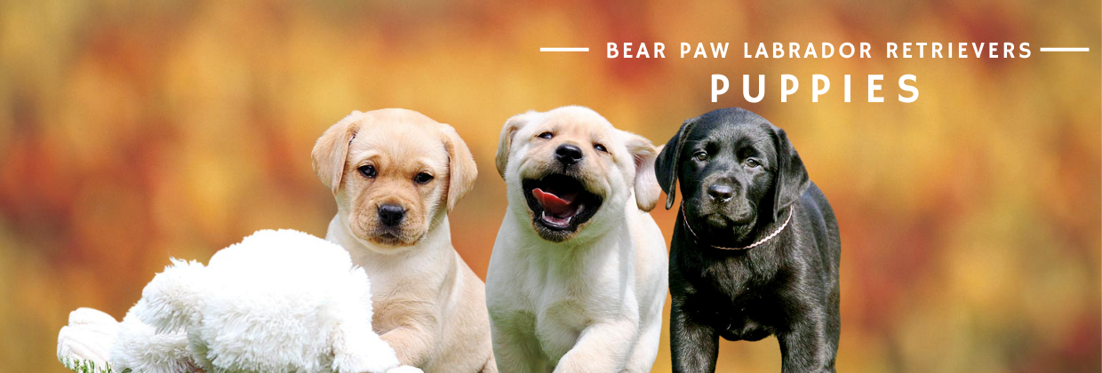 Bear Paw Puppies