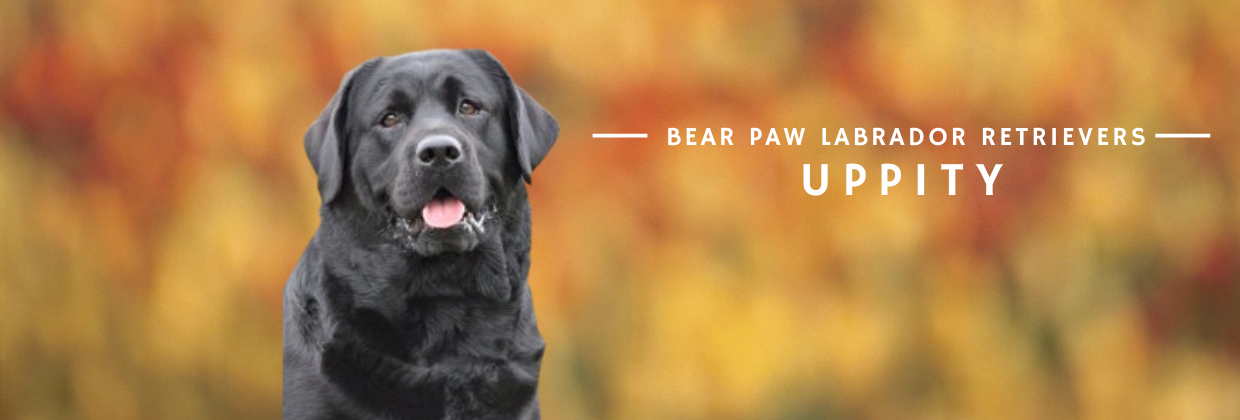 Bear Paw - Uppity